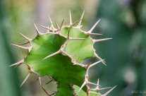 Mein kleiner grüner Kaktus…