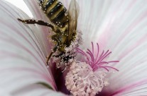 Schwer beladene Biene