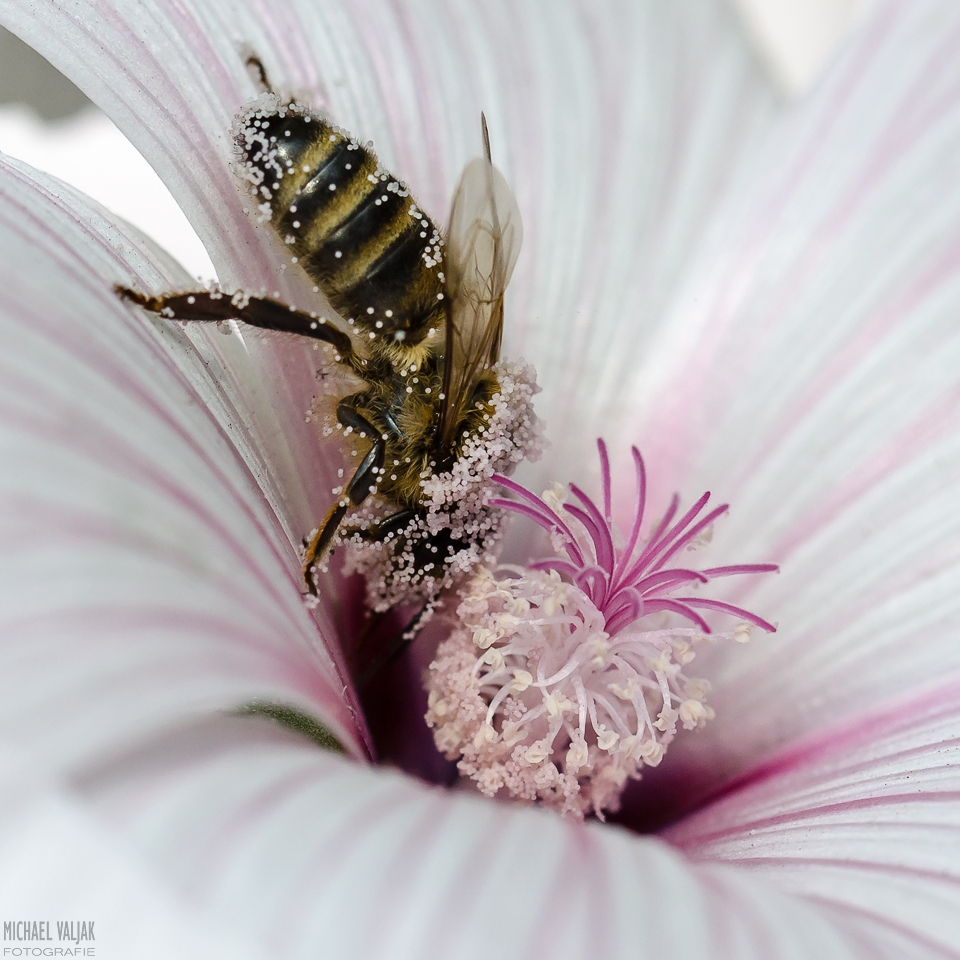 Schwer beladene Biene