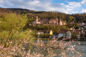 Frühling in Heidelberg, Kirschbaum und Schloss Heidelberg im Hintergrund
