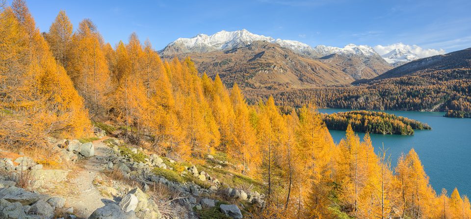 Goldener Herbst am Silsersee im Engadin in der Schweiz