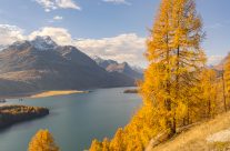 Gelbe Lärchen am Silsersee in der Schweiz