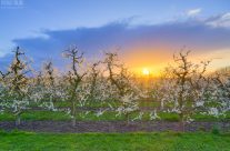 Blühende Apfelbäume am Niederrhein