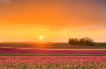 Sonnenuntergang in einem Tulpenfeld