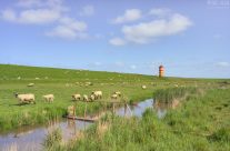 Schafherde beim Pilsumer Leuchtturm in Ostfriesland
