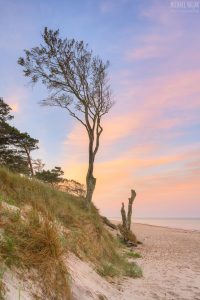 Baum am Darßer Weststrand hochkant