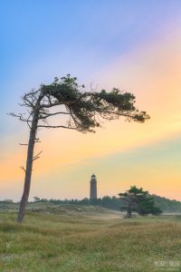 Windflüchter beim Leuchtturm Darßer Ort hochkant