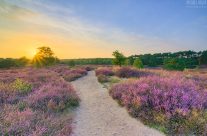 Abend in der blühenden Heide