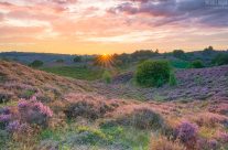 Abends im Nationalpark Veluwezoom in den Niederlanden