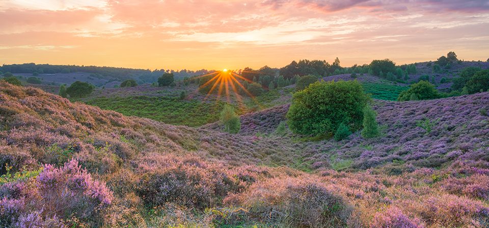 Abends im Nationalpark Veluwezoom in den Niederlanden