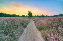 Abendstimmung in der blühenden Heide