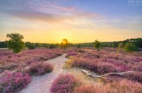 Sommerabend in der blühenden Heide