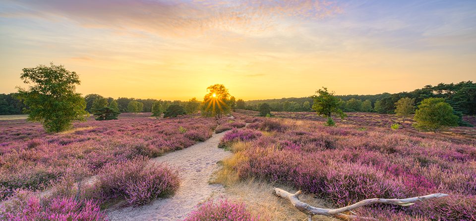 Sommerabend in der blühenden Heide