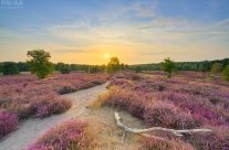 Blühende Heide im Abendlicht